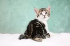 アメリカンショートヘア【東京都・女の子・2025年9月30日・ブラウンタビー&ホワイト】の写真4