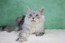 メインクーン【東京都・男の子・2025年6月1日・シルバータビー&ホワイト】の写真4