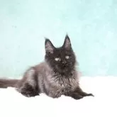 メインクーン【東京都・女の子・2025年8月10日・ブラックスモーク】の写真4