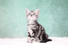 アメリカンショートヘア【東京都・男の子・2025年9月30日・シルバータビー】の写真4