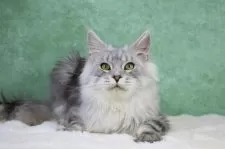 メインクーン【東京都・男の子・2025年6月1日・シルバータビー&ホワイト】の写真5