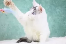 メインクーン【東京都・男の子・2025年4月15日・シルバータビー&ホワイト】の写真8