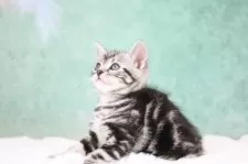 アメリカンショートヘア【東京都・男の子・2025年9月30日・シルバータビー】の写真6