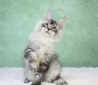 メインクーン【東京都・男の子・2025年8月14日・シルバータビー】の写真6