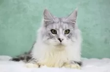 メインクーン【東京都・男の子・2025年6月1日・シルバータビー&ホワイト】の写真7