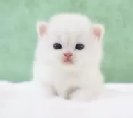 ブリティッシュショートヘア【東京都・男の子・2025年4月6日・クリーム・ポイント】の写真6