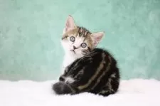 アメリカンショートヘア【東京都・女の子・2025年9月30日・ブラウンタビー&ホワイト】の写真8