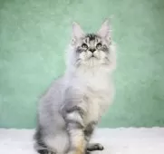 メインクーン【東京都・男の子・2025年8月14日・シルバータビー】の写真8