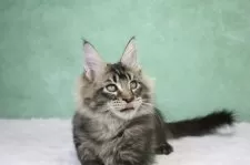 メインクーン【東京都・男の子・2025年8月14日・ブラウンタビー】の写真8