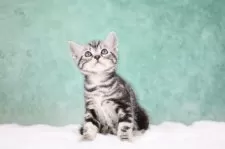 アメリカンショートヘア【東京都・男の子・2025年9月30日・シルバータビー】の写真9