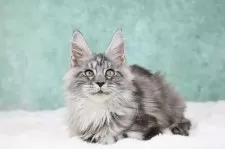 メインクーン【東京都・女の子・2025年7月26日・シルバータビー】の写真7