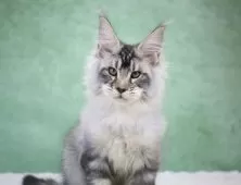 メインクーン【東京都・男の子・2025年8月14日・シルバータビー】の写真9