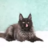 メインクーン【東京都・女の子・2025年8月10日・ブラックスモーク】の写真9