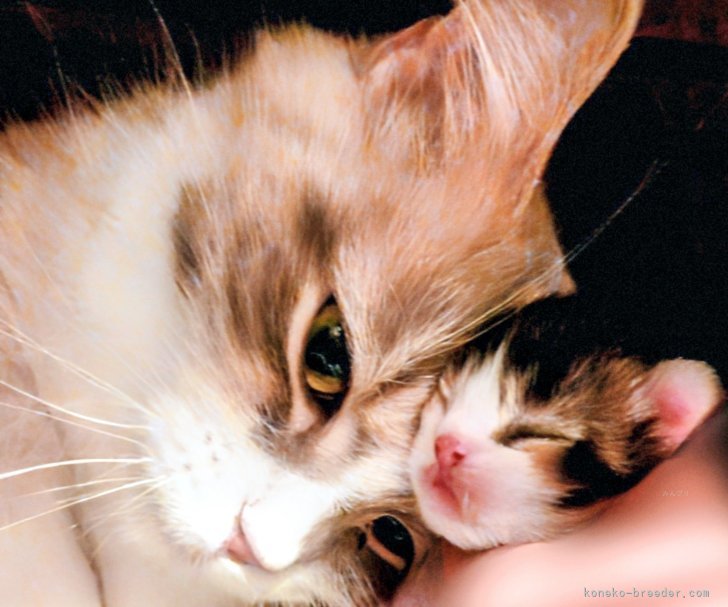 マンチカン【・女の子・2023年12月30日・ダイリュートキャリコ】「情熱の母は 招き猫🤭 ☆＊・゜」