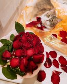 マンチカン【・女の子・2023年12月30日・ダイリュートキャリコ】「明るく オシャレな 眼の色は             元気 を貰います💡💡.:＊」