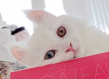 キンカロー【・女の子・2024年1月22日・ホワイト・オッドアイ】「いつも 見守ってくれています」