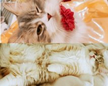 マンチカン【・女の子・2023年12月30日・ダイリュートキャリコ】「皆様の良いご縁になれますように頑張りますにゃん ⚞ • ⚟」