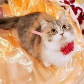 マンチカン【・女の子・2023年12月30日・ダイリュートキャリコ】「添い寝  大好きっ子‎ ·͜·♡」