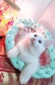 サイベリアン【東京都・男の子・2025年6月27日・クリームポイント】の写真10「お迎えをお待ちしております🙇‍♀️」