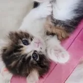 キンカロー【東京都・女の子・2025年10月13日・ブラウンパッチドタビー&ホワイト】の写真2