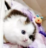 キンカロー【東京都・男の子・2025年10月13日・★短足★キンカロー‪🐹♥ブラウンタビー&ホワイト】の写真2「ふわふわの」