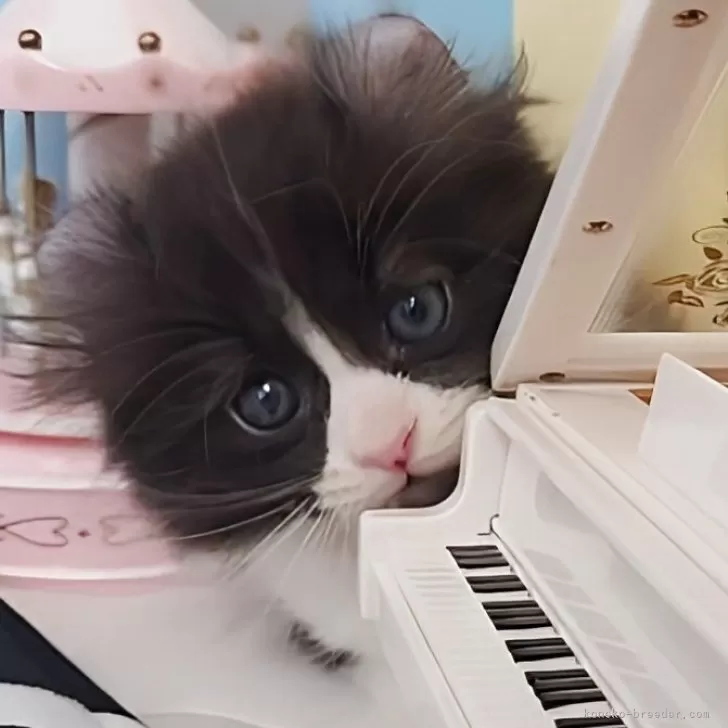 ID：2507-03065の子猫