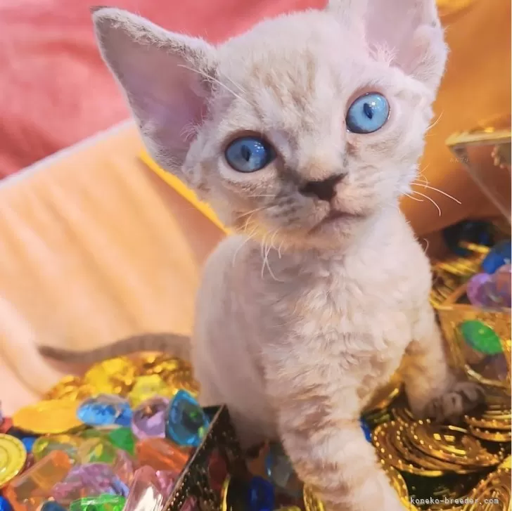 ID:2505-01353の子猫