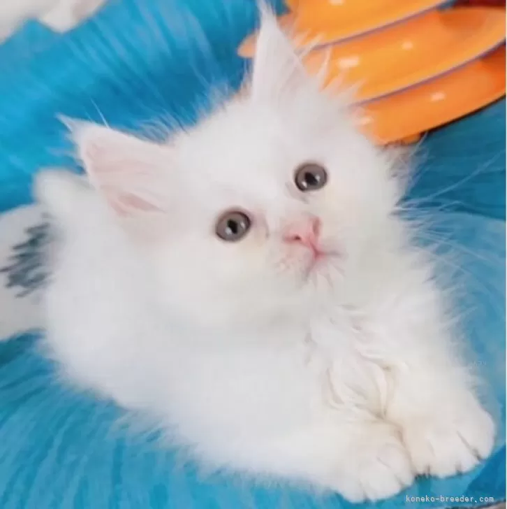 ID：2504-00658の子猫
