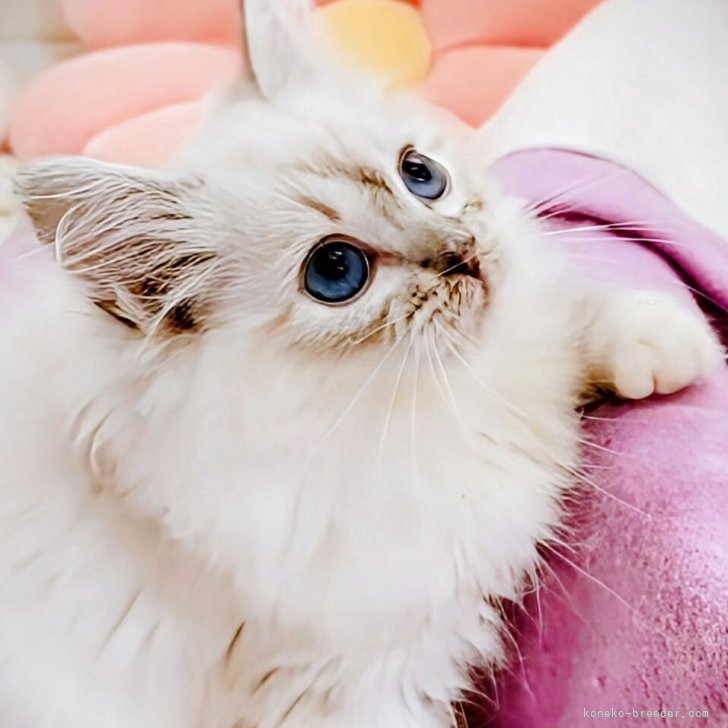 ブリーダー画像