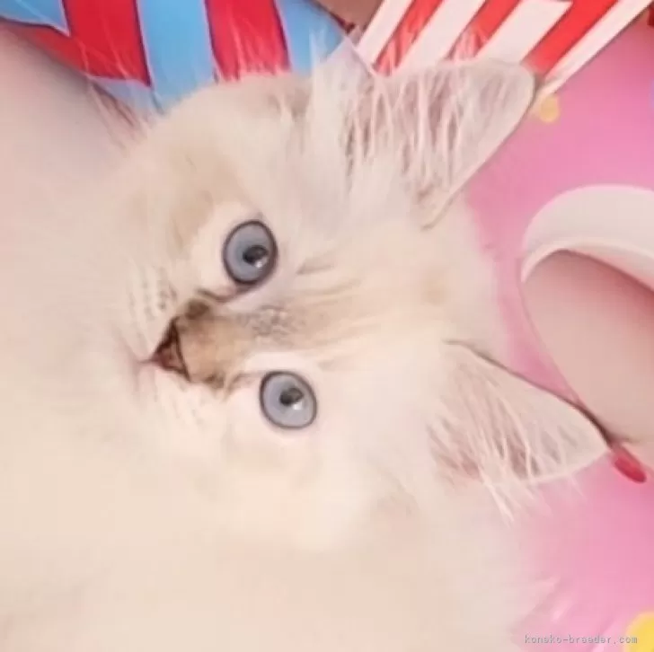 YM 様のお迎えした子猫