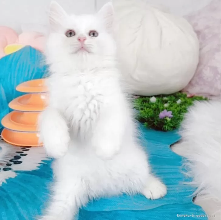 ID：2505-01385の子猫