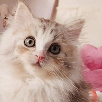 サイベリアン【東京都・男の子・2025年9月1日・シルバーパッチドタビー&ホワイト（トリプルコート）】の写真「ほっぺのチークが魅力的💋」