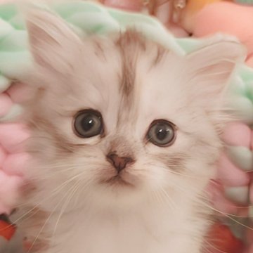 サイベリアン【東京都・女の子・2025年5月11日・シルバーパッチドタビー&ホワイト（トリプルコート）】の写真「天然キャラのキャンドル🕯テール姫👑」