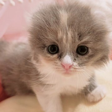 キンカロー【東京都・女の子・2025年6月2日・ダイリュートキャリコ（フワモコ）】の写真「アザラシキャット♡ΦωΦ♡」