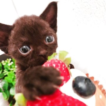 デボンレックス【東京都・男の子・2025年3月28日・クル巻き🍫 チョコレートブラック（くるくる 巻き毛）】の写真「毛色チョコorブラック(⚭-⚭?」