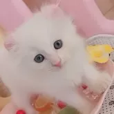 キンカロー