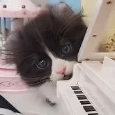 キンカロー