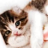 キンカロー【東京都・女の子・2025年10月13日・ブラウンパッチドタビー&ホワイト】の写真1