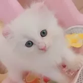 キンカロー
