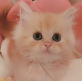 ミヌエット