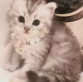 サイベリアン
