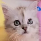 サイベリアン