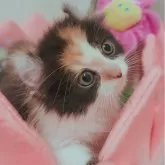 キンカロー