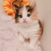 キンカロー【東京都・女の子・2025年6月2日・三毛・キャリコ】の写真2「アート的な芸術猫さん🌼*･」