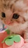 サイベリアン【東京都・男の子・2025年9月1日・シルバータビー&ホワイト】の写真8「どんどん近づいてく🐾♡」