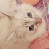 サイベリアン【東京都・女の子・2025年9月1日・ブルーリンクスポイント&ホワイト】の写真11