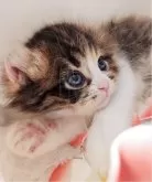 キンカロー【東京都・女の子・2025年10月13日・ブラウンパッチドタビー&ホワイト】の写真4