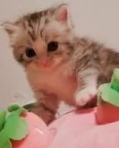 サイベリアン【東京都・男の子・2025年9月1日・シルバータビー&ホワイト】の写真5「タッチしてニャン😽✋」