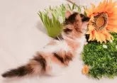 キンカロー【東京都・女の子・2025年6月2日・三毛・キャリコ】の写真6「全身の模様は芸術的🐱」
