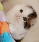 キンカロー【東京都・男の子・2025年10月13日・★短足★キンカロー‪🐹♥ブラウンタビー&ホワイト】の写真11